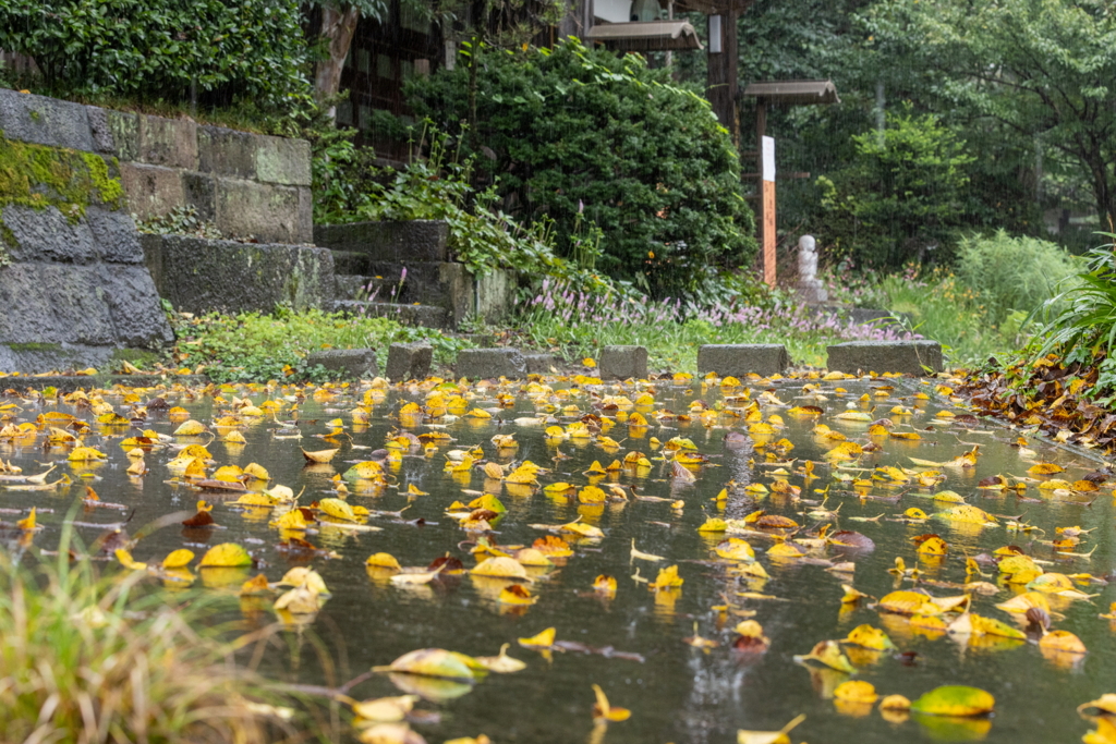 雨の参道