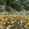 雨の参道