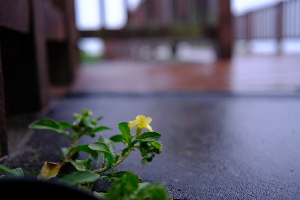雨の朝