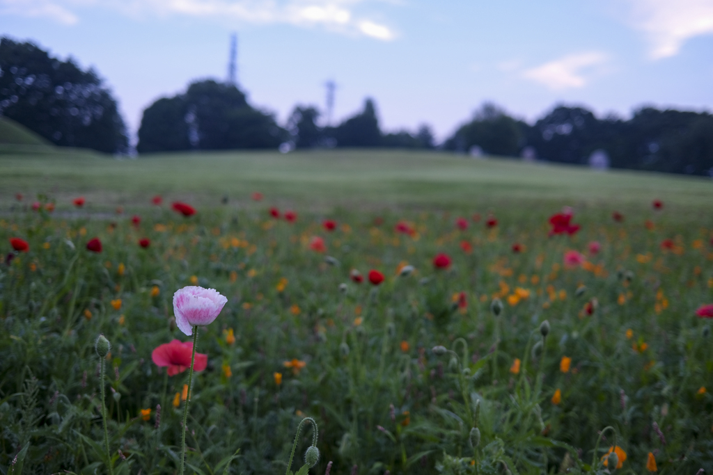 公園散歩　大室