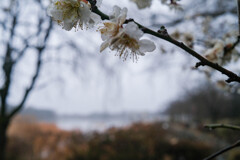 雨の波志江沼