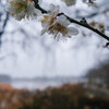 雨の波志江沼