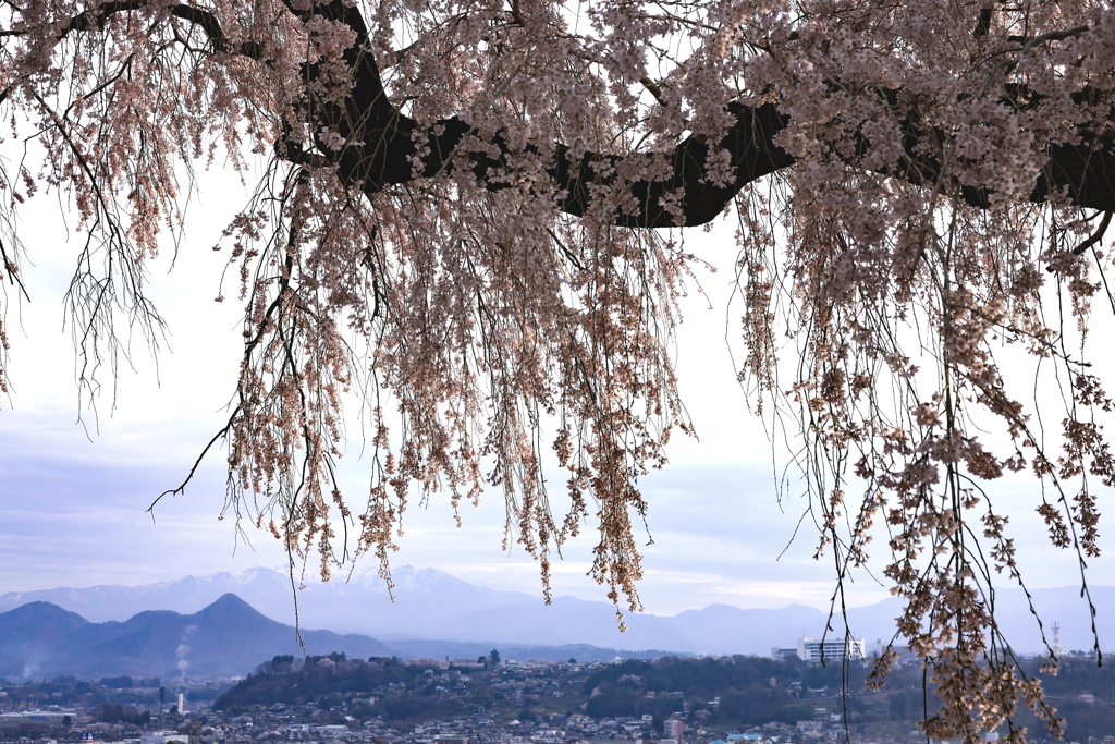 川田の桜を訪ねて、