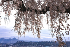 川田の桜を訪ねて、