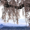 川田の桜を訪ねて、