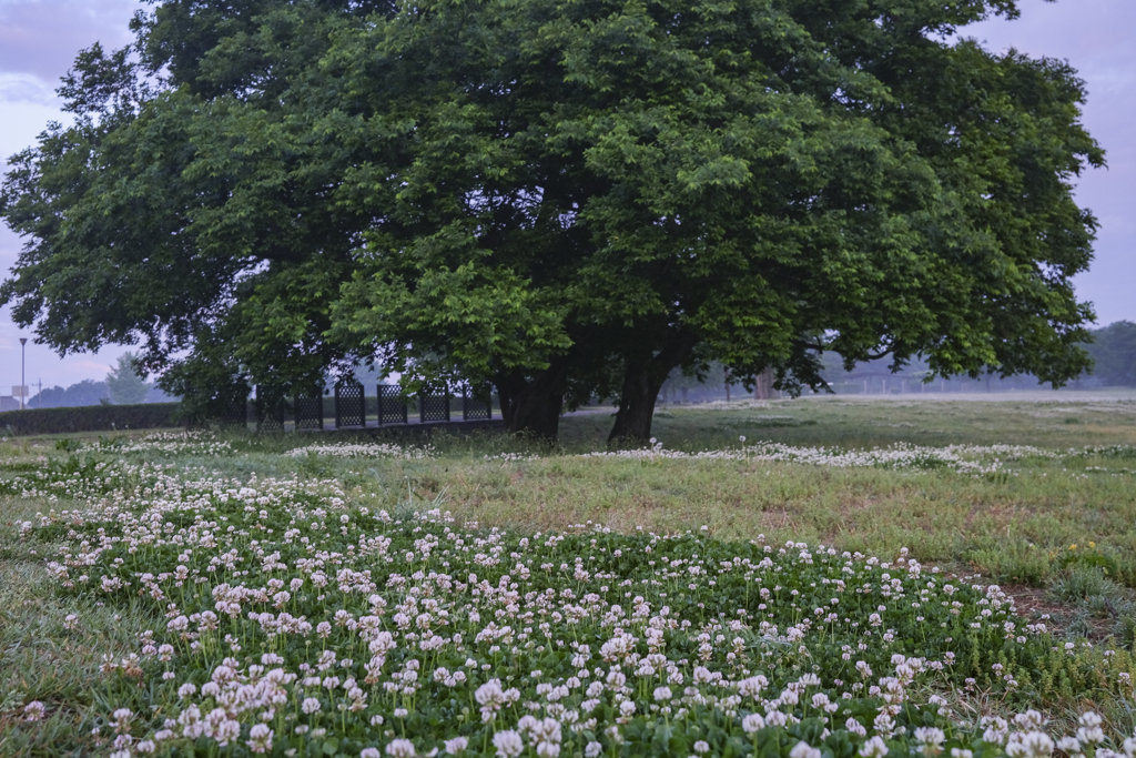 朝の公園、