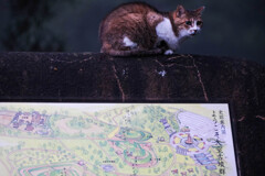 案内板と猫