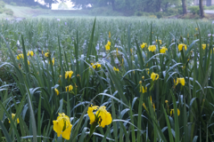 赤堀菖蒲園、