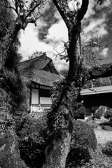 鈴木家の庭先