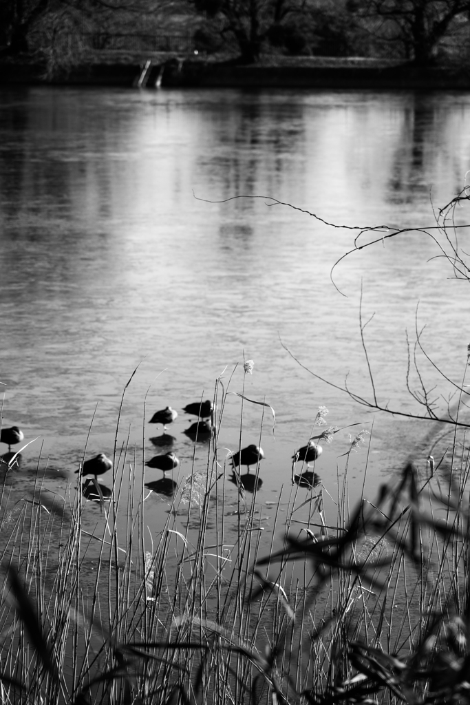 散歩道（古墳公園、五料沼）