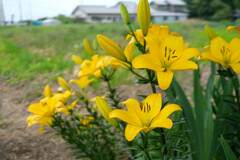 初夏の香り