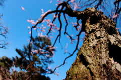 老木の春、