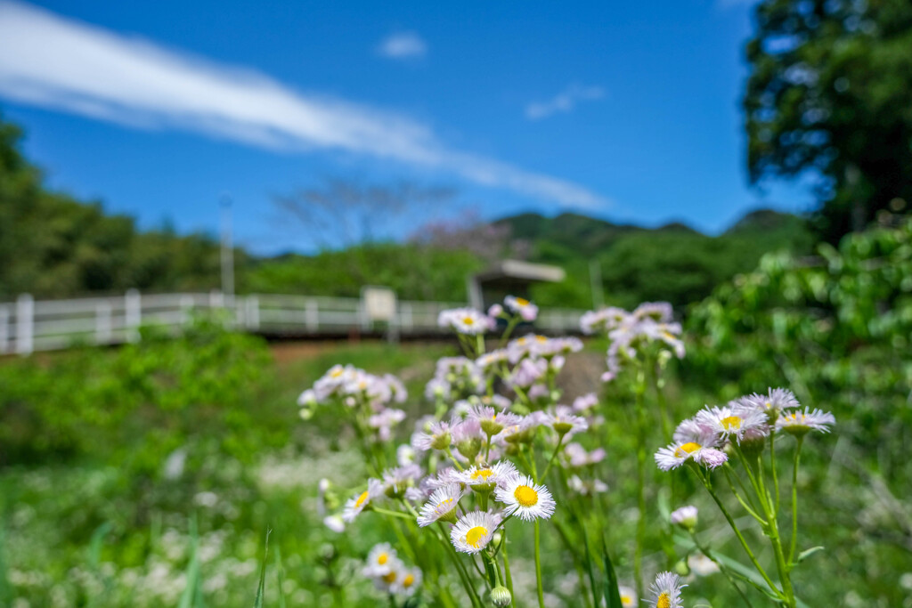 小さな駅　（中野駅）