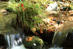せせらぎ（赤城自然園）