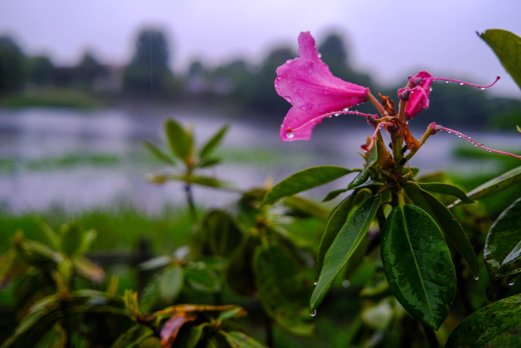 雨散歩