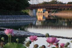 夜明けの波志江沼