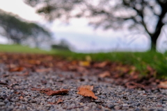 秋を探しに　古墳公園