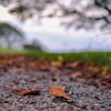 秋を探しに　古墳公園