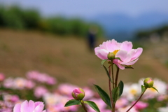 鹿田山　笠懸町