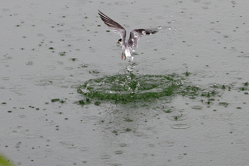 水の中から飛び出た野鳥、 Ⅱ