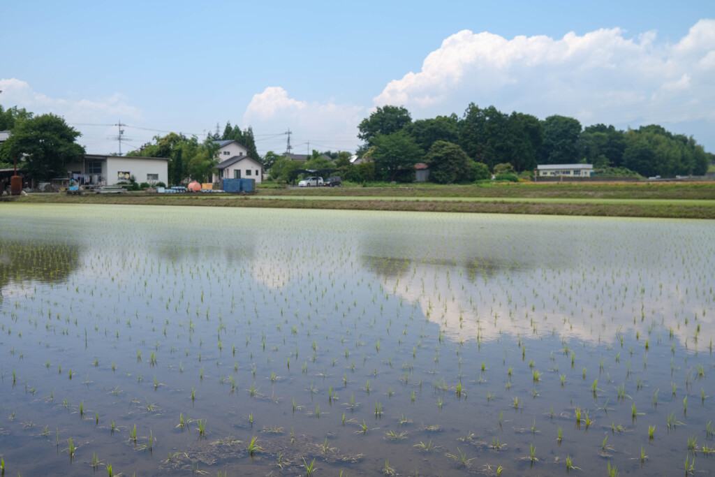 初夏の香り