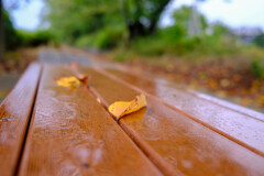 雨上がりの歩道