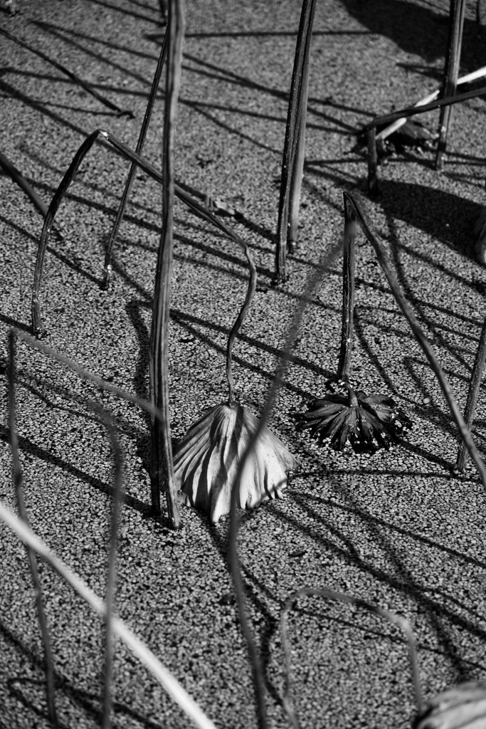 古代蓮（埼玉県行田市）