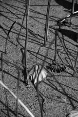 古代蓮（埼玉県行田市）