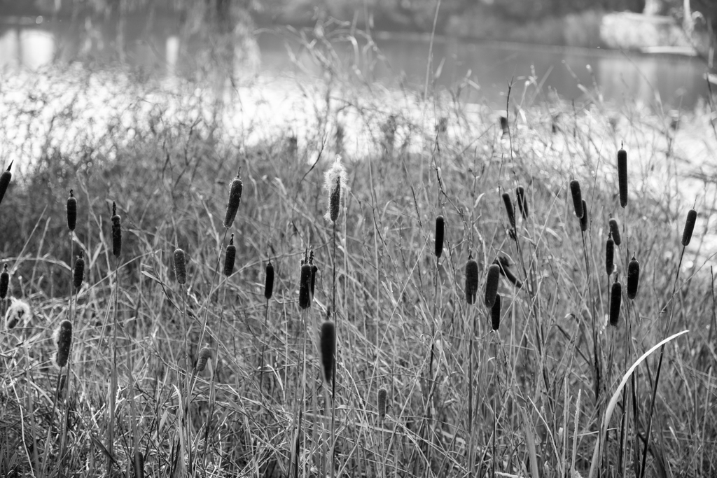 五料沼の散歩道