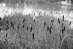 五料沼の散歩道