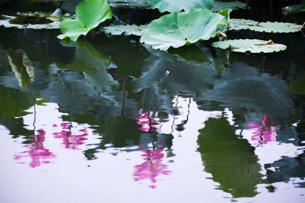 雨の朝　