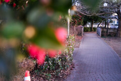 冬の散歩道　