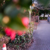 冬の散歩道　