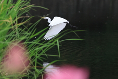 朝の湖畔　Ⅱ