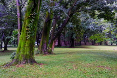 大室の森