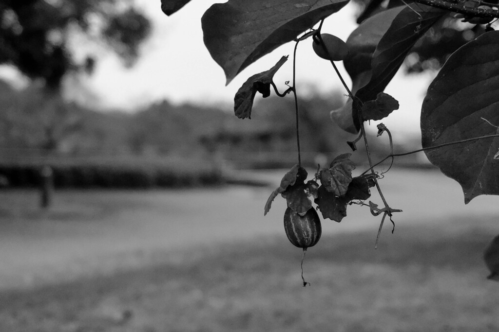 公園散歩