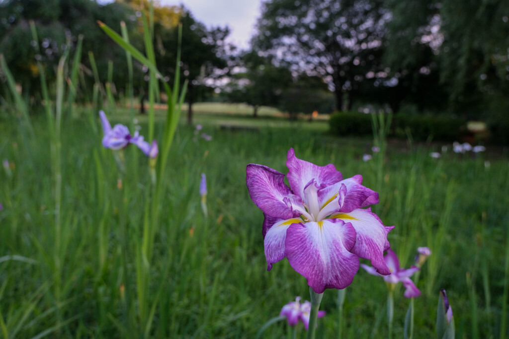 夜明けの公園