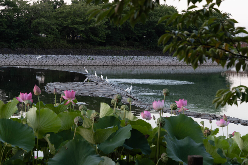 目覚めの湖畔