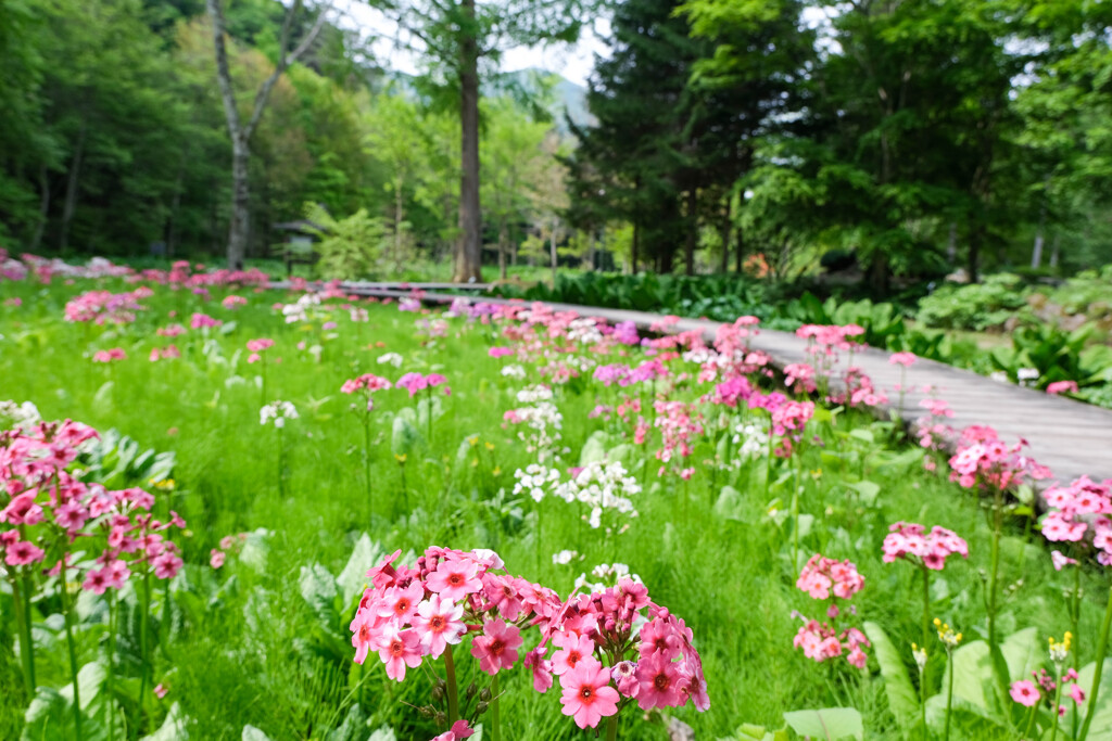 栃木旅