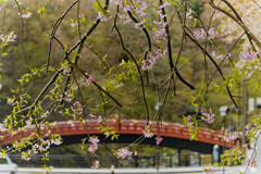 春の思い出、　　神　橋 