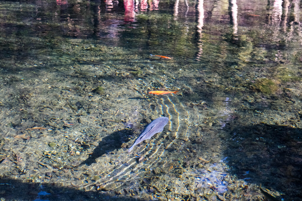 出流原湧水