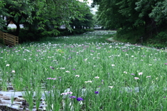 今朝の散歩道、