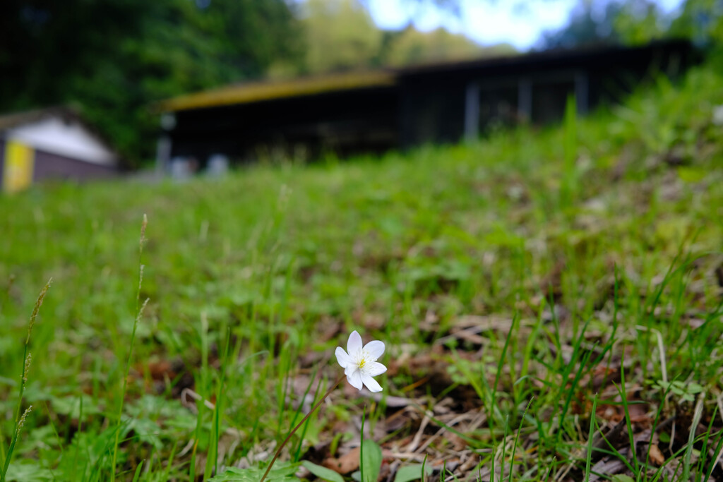 廃屋の白い花