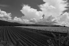 野菜の産地昭和村　