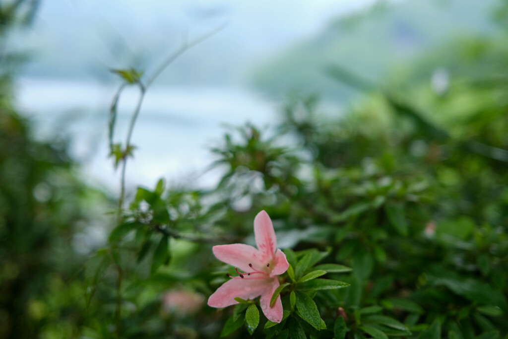 草木ダム