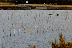 青海苔の養殖、