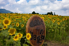 ヒマワリの丘 (2)