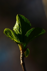 紫陽花