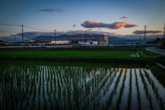 夜明けの散歩道、