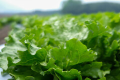 新鮮野菜レタス畑